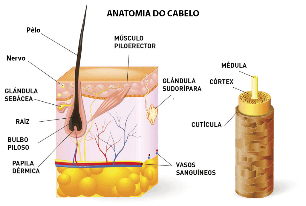 anatomia do cabelo